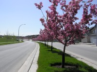 P6040090 